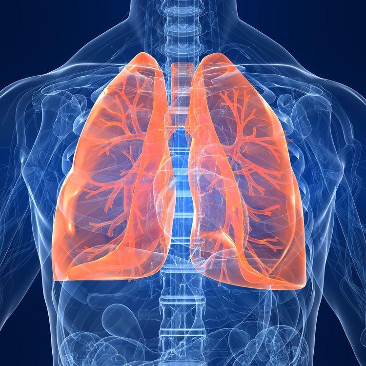 Healthy lungs illustration